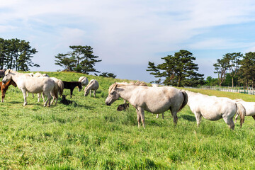 Fototapeta na wymiar Horses eating grass in the meadow on jeju island.