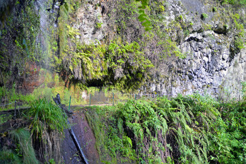 Naklejka premium stone pathway in the forest