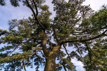 Fototapeta premium Trunk of a pine tree