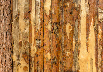 A fragment of a wooden fence made of pine not planed boards