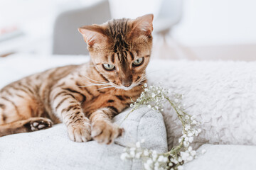 Bengalkatze auf der Couch mit Blumen