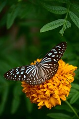 monarch butterfly on flower