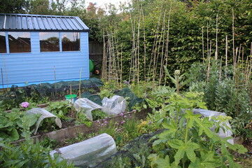 Landscape of organic allotment garden plot with raised beds growing vegetables of beans against bamboo poles, artichoke, salad, leaves, carrots, potatoes, cloches, hedge, blue studio shed background