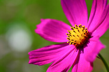 Fototapeta premium コスモスの花を寄りで撮影して背景がボケている