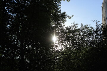 The bright sun behind the branches of trees. Russia.