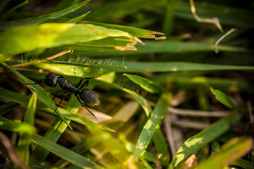 地面を歩く蟻をマクロレンズで撮影して、非常に明瞭に蟻を写した様子