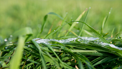 green grass with dew drops