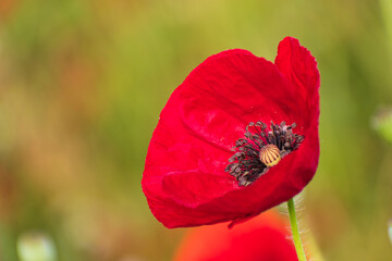 Poppy flower zoomed with blurred background.