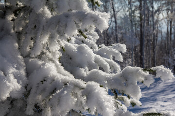 Beautiful christmas background of snowy winter landscape with snow covered fir trees. The branch of a Christmas tree in the snow.