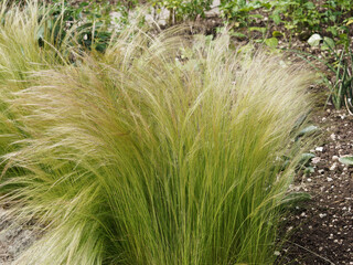 Touffes de stipe cheveux d'anges ou stipa tenuifolia, fines graminées aux tiges légères,...