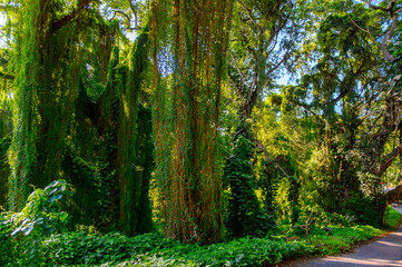 Beautiful nature of the Metropolitan forest park, Havana, Cuba
