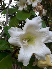 Fototapeta na wymiar Beaumontia murtonii Craib (Easter Lily Vine, Herald Trumpet), large, thick, five-pointed white petals.