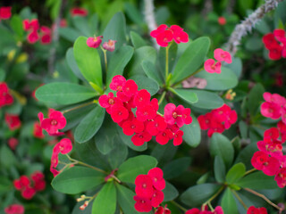 Red euphorbia milii desmoul is blooming. Crown of Thorns flower