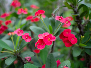 Red euphorbia milii desmoul is blooming. Crown of Thorns flower