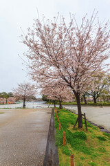 Spring season with sakura cherry blossom during raining with cityscape background in Sumpu castle park at Shizuoka prefecture, Japan