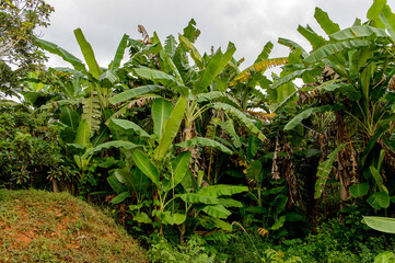 Nature of the Topes de Collantes, a nature reserve park in the Escambray Mountains range in Cuba.