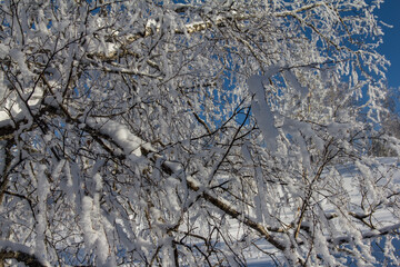 Frozen tree on winter mountains. Snow covered trees. Winter frost forest. Ural landscape.