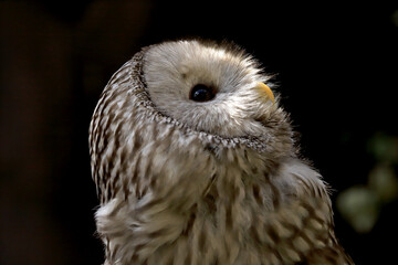 WROCLAW, POLAND - JUNE 09, 2020: The tawny owl or brown owl (Strix aluco) is a stocky, medium-sized...