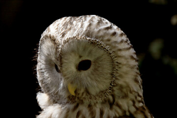 WROCLAW, POLAND - JUNE 09, 2020: The tawny owl or brown owl (Strix aluco) is a stocky, medium-sized...