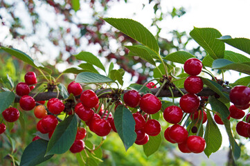 Red berries of a cherry hang on a horizontal branch. Summer rich fruit harvest in the garden. Agriculture. Copy space for text. Close-up. Blurred background.