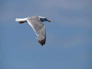 Obraz premium Catamarán de Gijón