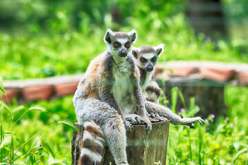 WROCLAW, POLAND - JUNE 09, 2020: The ring-tailed lemur (Lemur catta) is the most recognized lemur due to its long, black and white ringed tail. ZOO in Wroclaw, Poland.