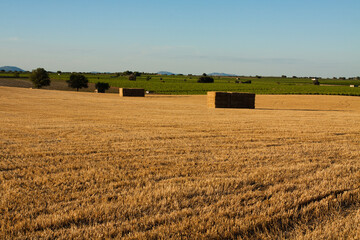 Fototapeta na wymiar Agricultural landscape at sunset. Hay hills