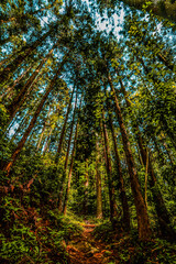 Fototapeta na wymiar 東京の田舎にある森を広角レンズで捉えた写真