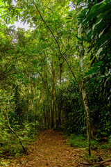 Obraz premium Nature of Topes de Collantes, a nature reserve park in the Escambray Mountains range in Cuba.