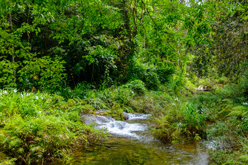 Nature of Topes de Collantes, a nature reserve park in the Escambray Mountains range in Cuba.