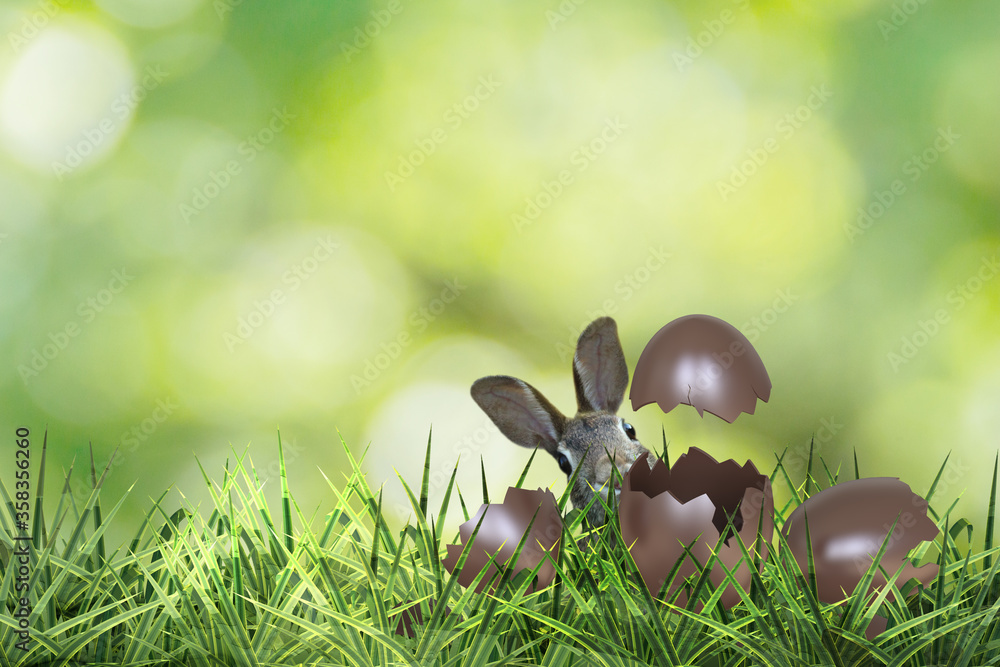 Wall mural cute easter rabbit just scrambled out of an egg with green grass and green background