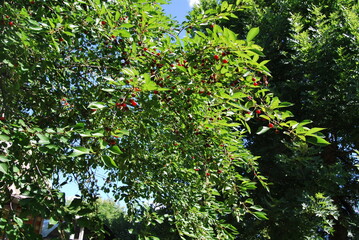red and green leaves