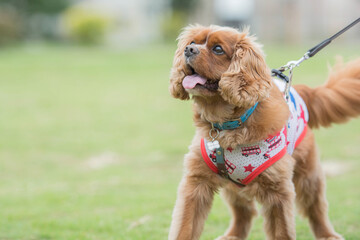 ドックランで犬が楽しそうに走り回っている様子