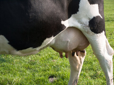 Detail of the rear and udder of a black and white cow in a green meadow