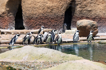 WROCLAW, POLAND - JUNE 09, 2020: Penguins (Sphenisciformes, family Spheniscidae) are a group of aquatic flightless birds. Penguin is highly adapted for life in the water. ZOO in Wroclaw, Poland.