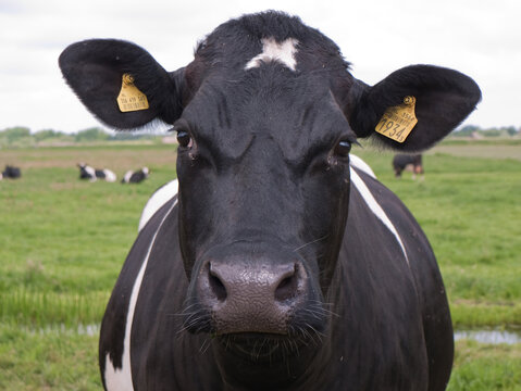 Cow with yellow ear tags looking into the camera. Front view with blurred landscape with other cows