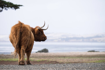 Lonely horned Highland Cow at Churchill Island Heritage Farm, Phillip Island, Victoria, Australia. Blurred landscape in background