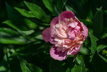Beautiful bright pink peony blooming under the sun against the dark green of the garden. Selective focus. There is a place for your text.