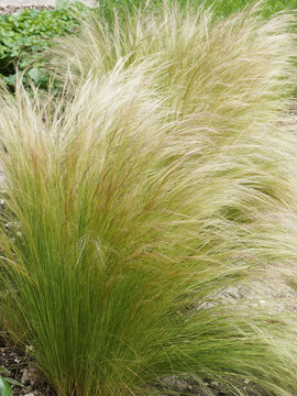 Stipa tenuifolia | Stipe cheveux d'ange ou jarava plumeux au feuillage d&eacute;coratif soyeux, dor&eacute; et arqu&eacute; se mouvant comme une cascade aux moindres soufles de vent ou embruns