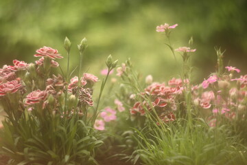 Flowers, soft focus, shallow bokeh, depth of field, dreamy, background floral, leaves, foliage,...