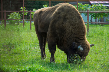 bison