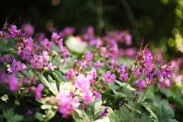 Flowers, soft focus, shallow bokeh, depth of field, dreamy, background floral, leaves, foliage, dream, unreal, tripping, trippy
