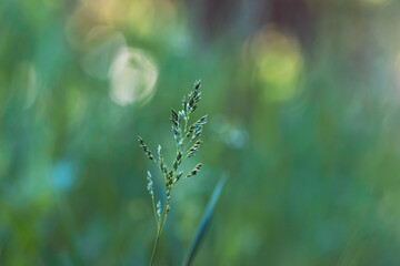 green grass in the morning