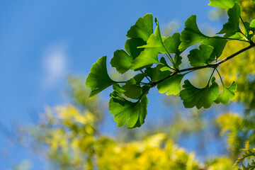 Ginkgo tree (Ginkgo biloba) or gingko with brightly green new leaves against blue sky background and blurry yellow foliage. Selective close-up. Fresh wallpaper nature concept. Place for your text