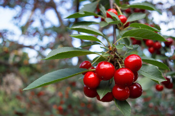 Obraz premium Red berries of a cherry on a branch. Summer fruit harvest in the garden. Agriculture. Copy space for text. Blurred background.