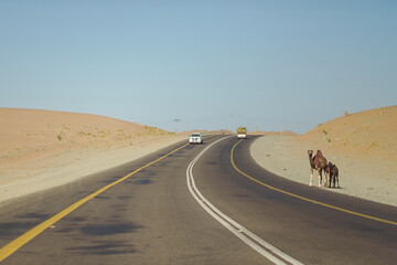 a mother camel with two camel babies trying to cross asphalt near the highway with trucks