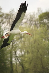 White Stork in flight agains tree foliage Ciconia ciconia not Syberian Crane, calm pastel colors