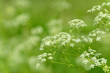 Anise flower field. Food and drinks ingredient. Fresh medicinal plant. Seasonal background. Blooming anise field background on summer sunny day.