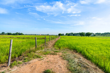 Fototapeta na wymiar landscape with fence in Green rice paddy fields