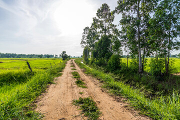 Country Road in the green rice paddy fields